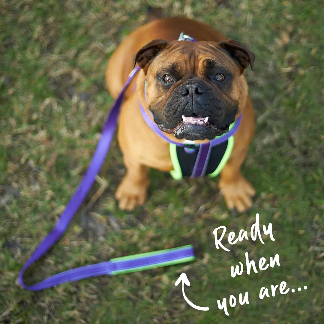 Active Easy-clip Dog Collar - Purple & Lime